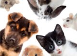 Guide for Traveling with Pets