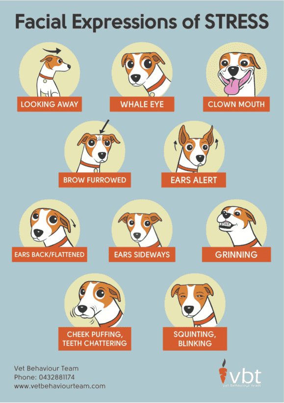 Guide for Traveling with Pets