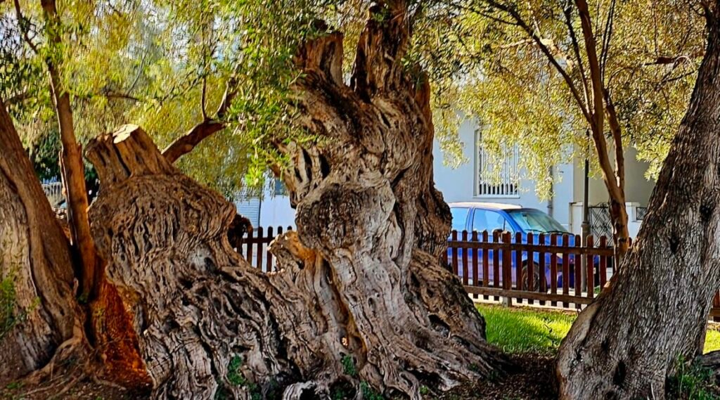 The Olive Tree of Peisistratos,