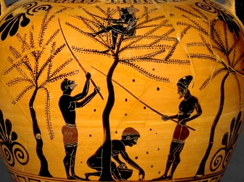 Olive harvest on a black-figure Attic amphora at the British Museum