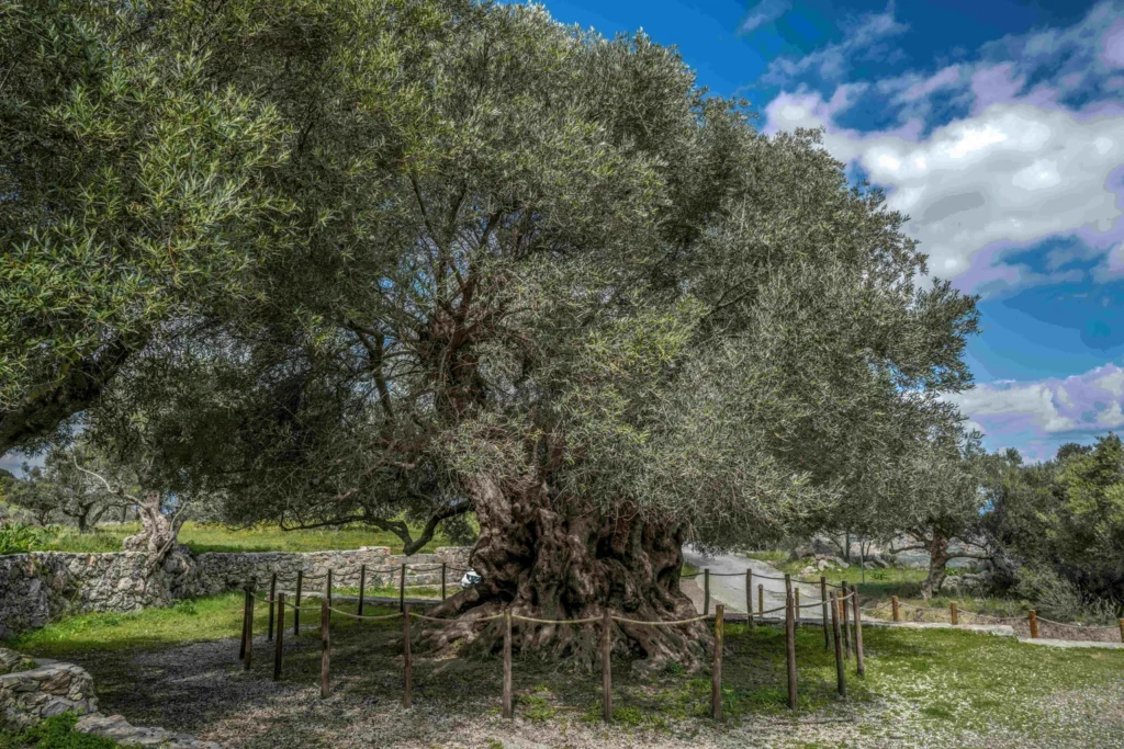 Olive tree of Kavousi