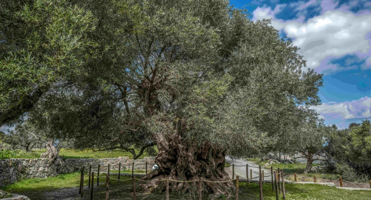 Olive tree of Kavousi