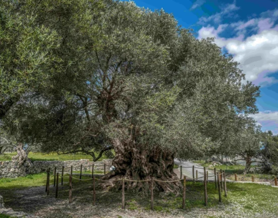 Olive tree of Kavousi