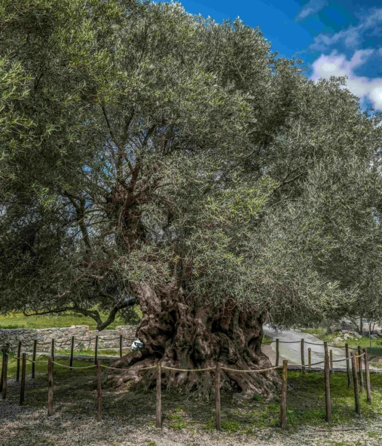 Olive tree of Kavousi