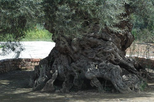 Olive Tree of Vouves