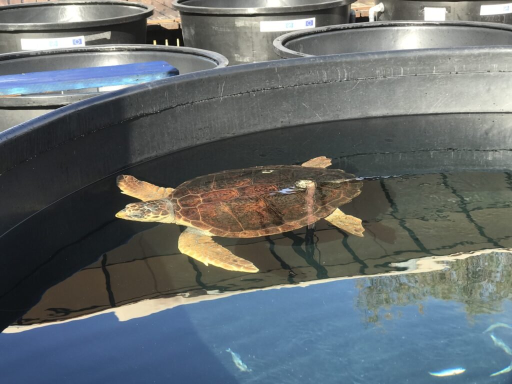 ARCHELON’s sea turtle hospital in Glyfada is the largest in the Mediterranean