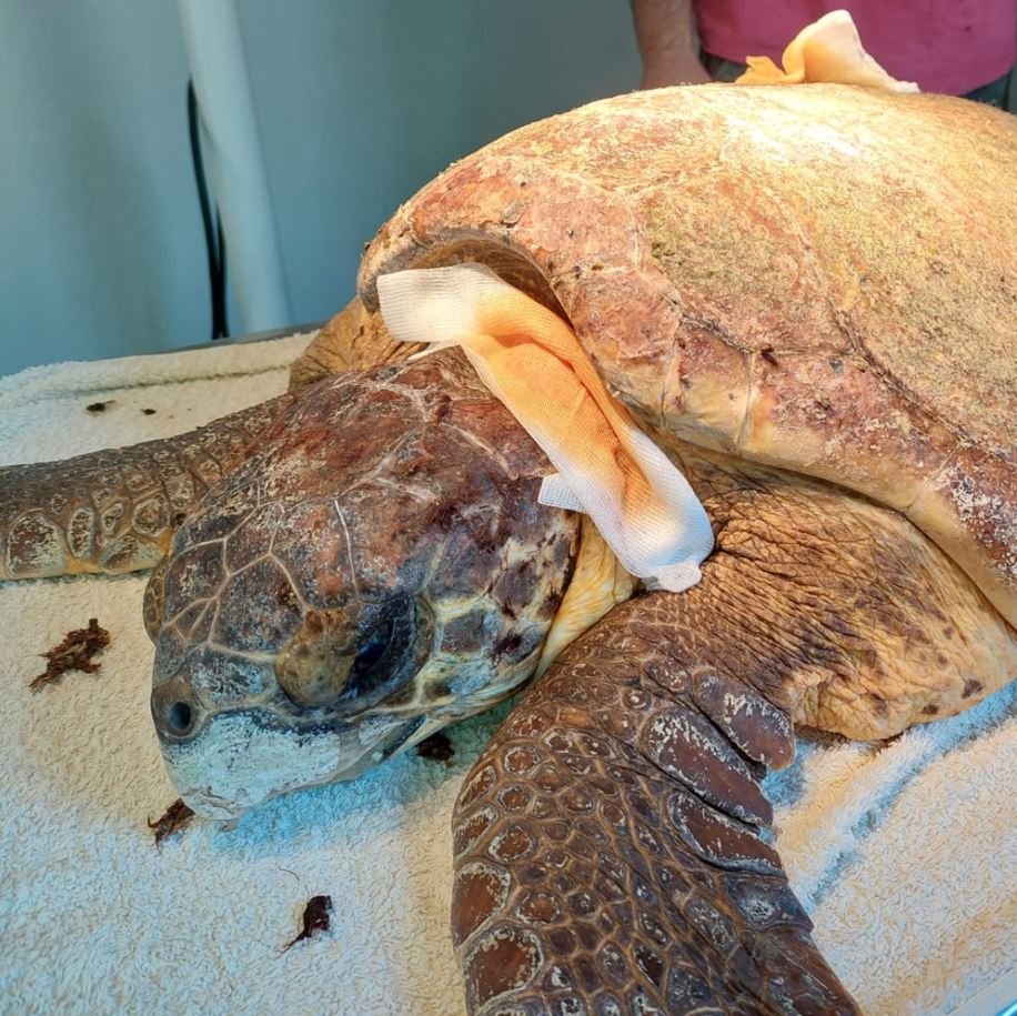 ARCHELON’s sea turtle hospital in Glyfada is the largest in the Mediterranean