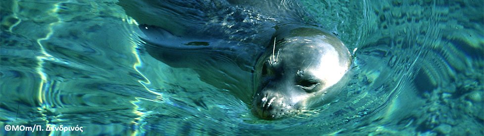 Mediterranean monk seal (Monachus monachus) on Alonissos, Greek Islands