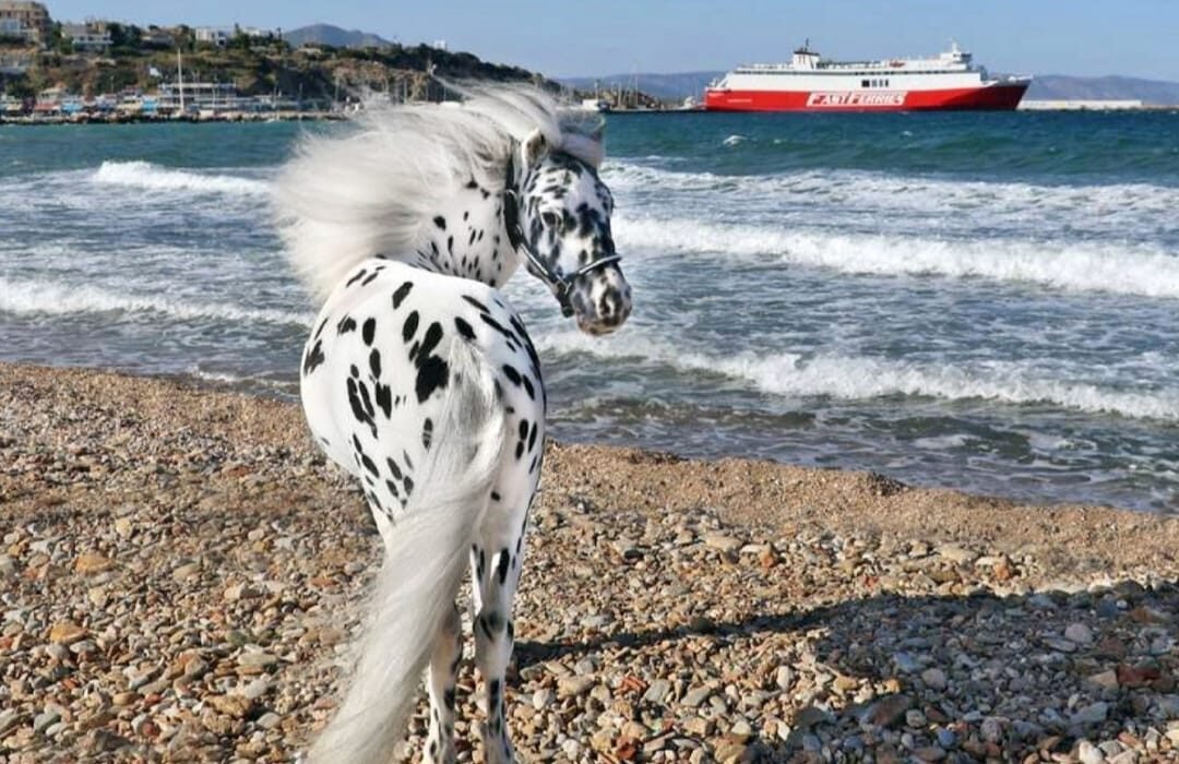 Miniature Therapy Horses, Greece