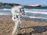 Miniature Therapy Horses, Greece