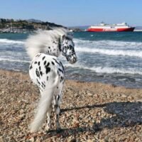 Miniature Therapy Horses, Greece