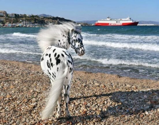 Miniature Therapy Horses, Greece