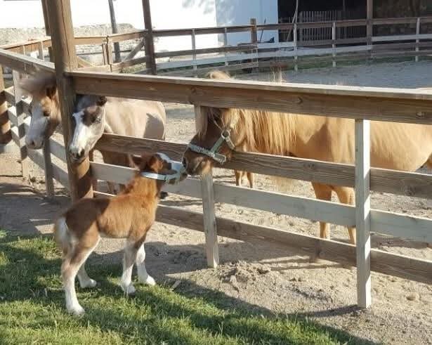 Miniature Therapy Horses, Greece,
Magic Garden