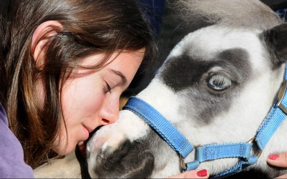 Miniature, Therapy Horses, Greece, Magic Garden