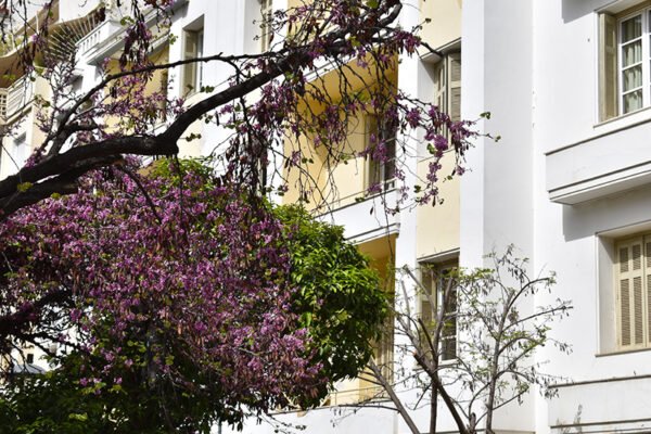 Exploring the Athenian Architecture: Open House 2025
