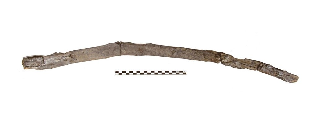 Marathousa 1, digging or multifunctional stick, Middle Pleistocene, oldest known wooden tools, Prehistoric tools