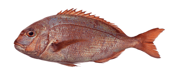Fagri (Red Porgy — Pagrus pagrus)