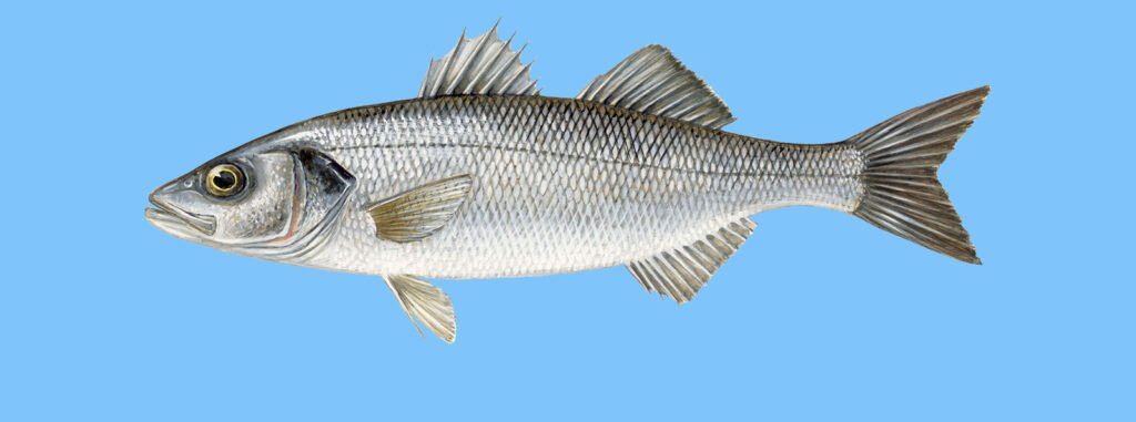 Lavraki (European Sea Bass — Dicentrarchus labrax)