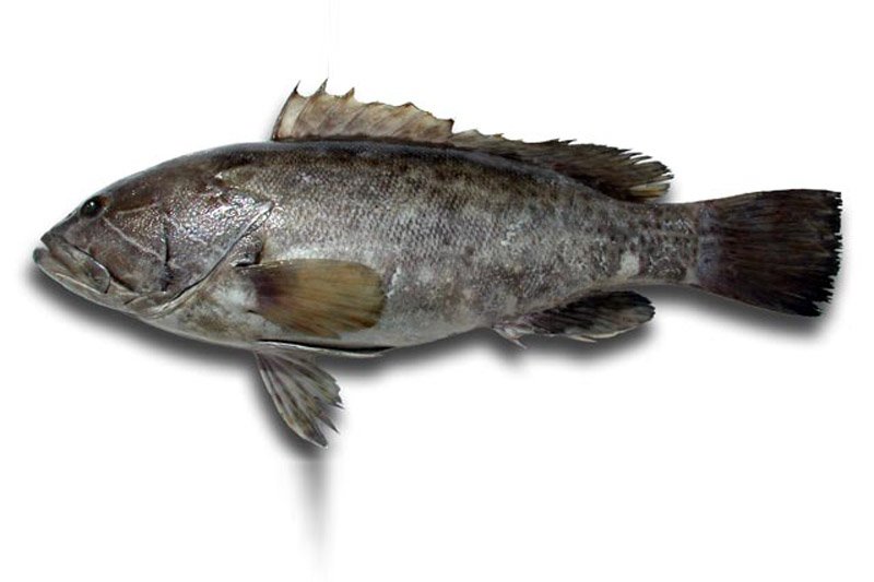 Sfirida (White Grouper — Epinephelus aeneus)