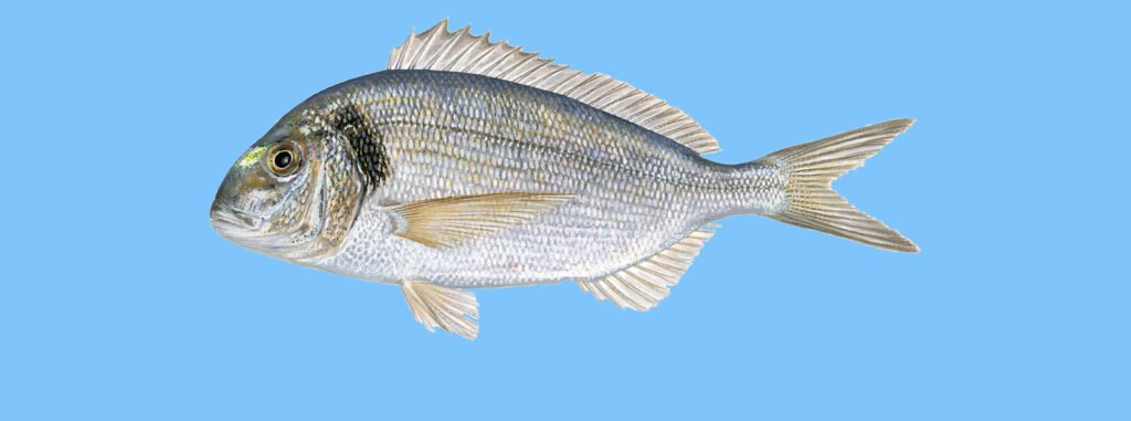 sipoura (Gilthead Sea Bream — Sparus aurata)