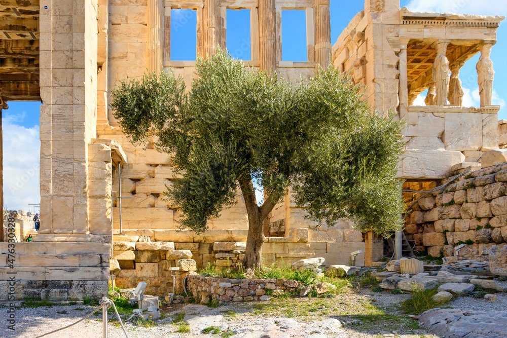 The sacred olive tree beside the Erechtheion, ACropolis, Athens