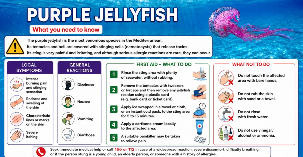 Infographic. What to to do if you get stung by a purple jellyfisg