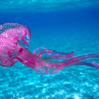 Pelagia noctiluca, purple jellyfish