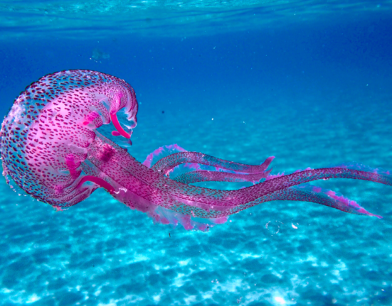 Pelagia noctiluca, purple jellyfish