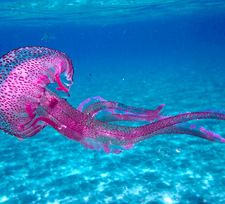 Pelagia noctiluca, purple jellyfish