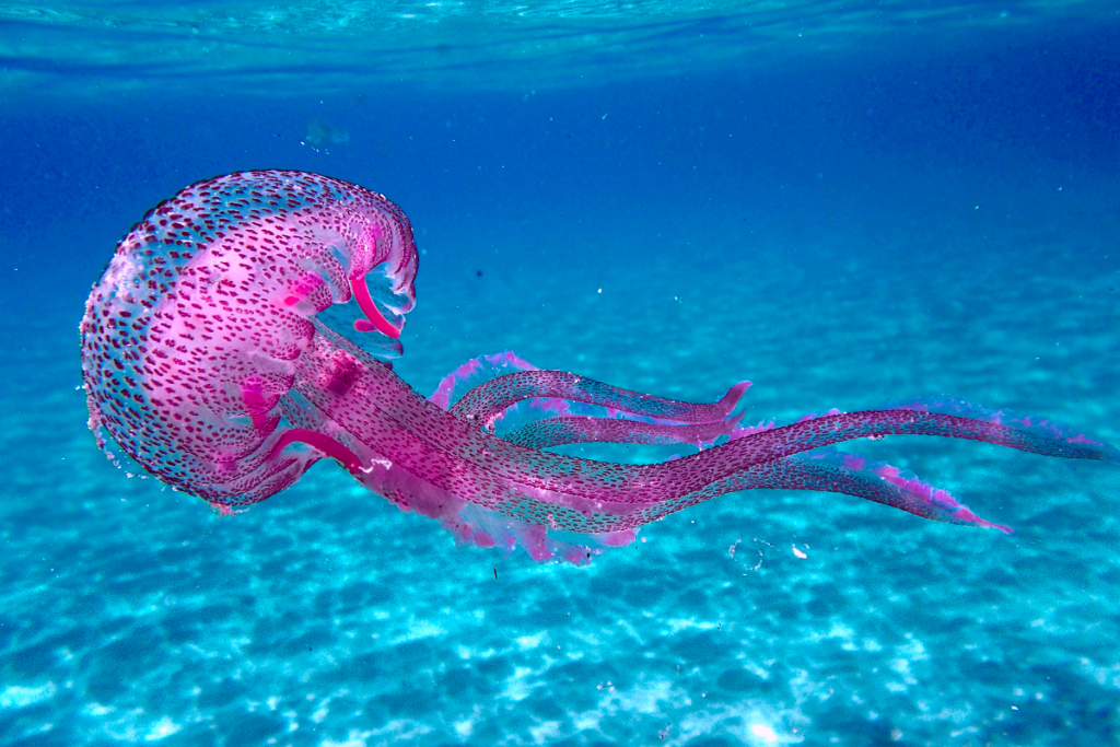 Pelagia noctiluca, purple jellyfish