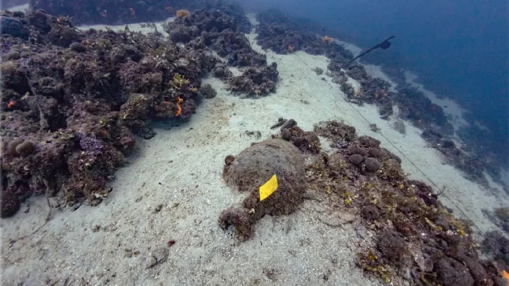 An amphora at the fourth-century AD Cape Tilegrafos shipwreck