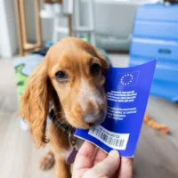 Dog holding an EU pet passport beside a suitcase before moving to Greece
