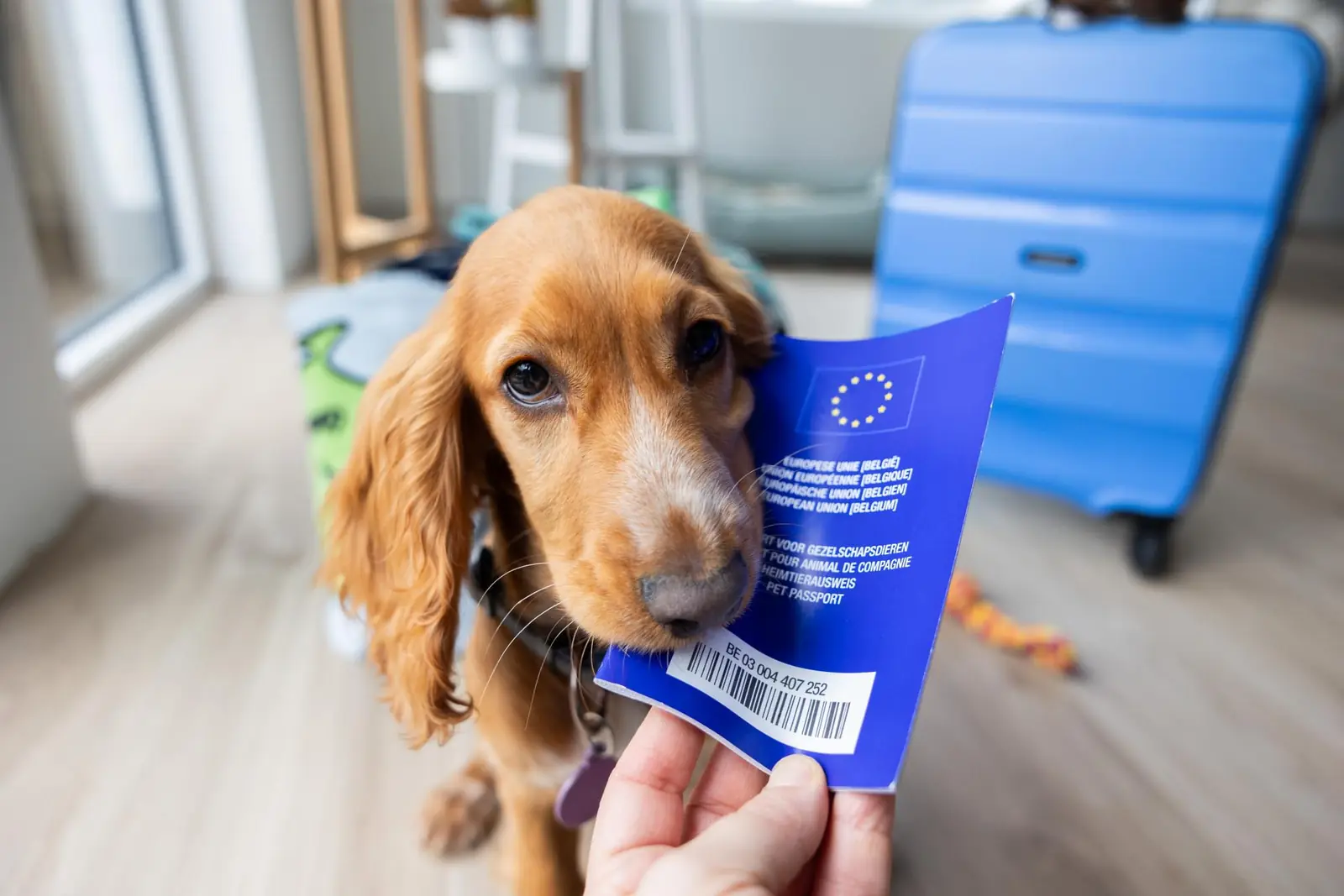 Dog holding an EU pet passport beside a suitcase before moving to Greece