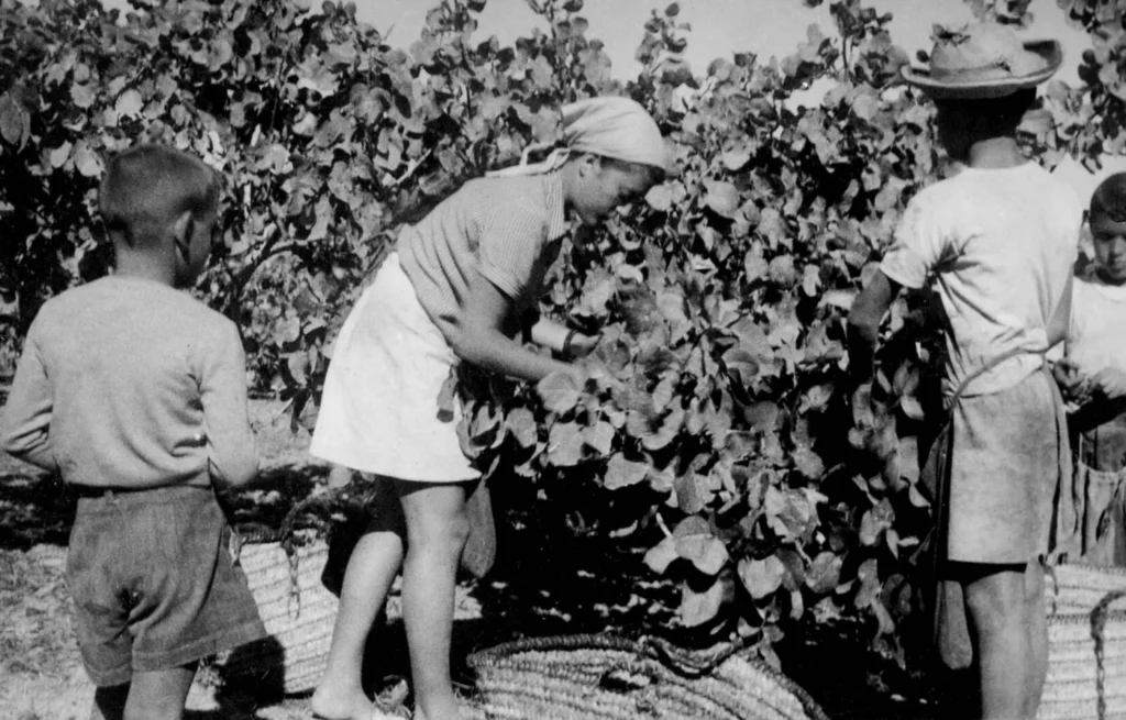 An archival photograph of adults and children gathering pistachios beside trees and wicker baskets.