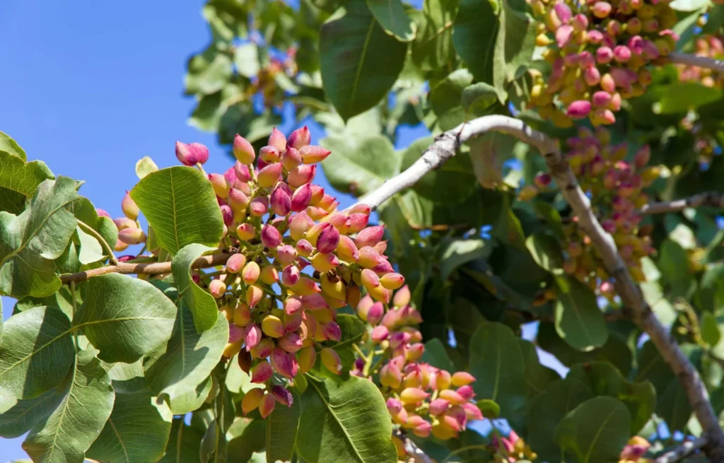 Clusters of pink and green pistachio fruit growing among leaves on an Aegina pistachio tree.