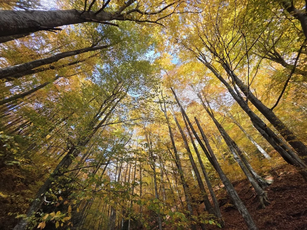 Autumn foliage near Edessa in northern Greece