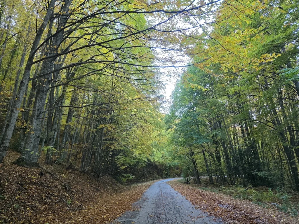 Tree-lined road in autumn near Edessa in northern Greece