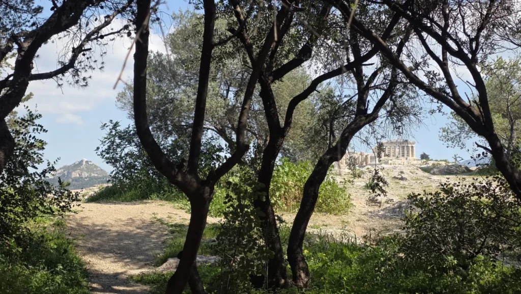 The Acropolis and Lycabettus Hill seen through pine trees from the Pnyx in Athens