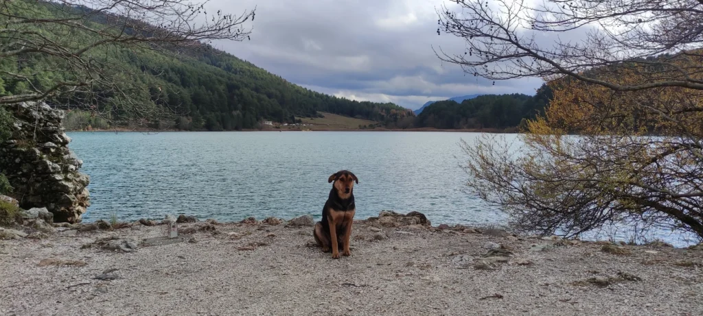 Dog sitting beside Lake Doxa near Agios Fanourios