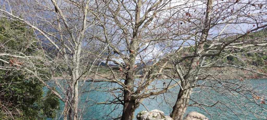 Lake Doxa seen through bare autumn branches