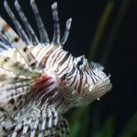 Close-up of a striped lionfish (Pterois miles) underwater, showing its distinctive fan-shaped fins, long venomous spines and patterned face.