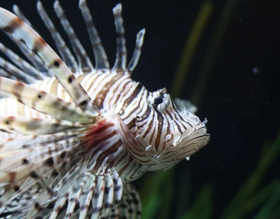 Close-up of a striped lionfish (Pterois miles) underwater, showing its distinctive fan-shaped fins, long venomous spines and patterned face.