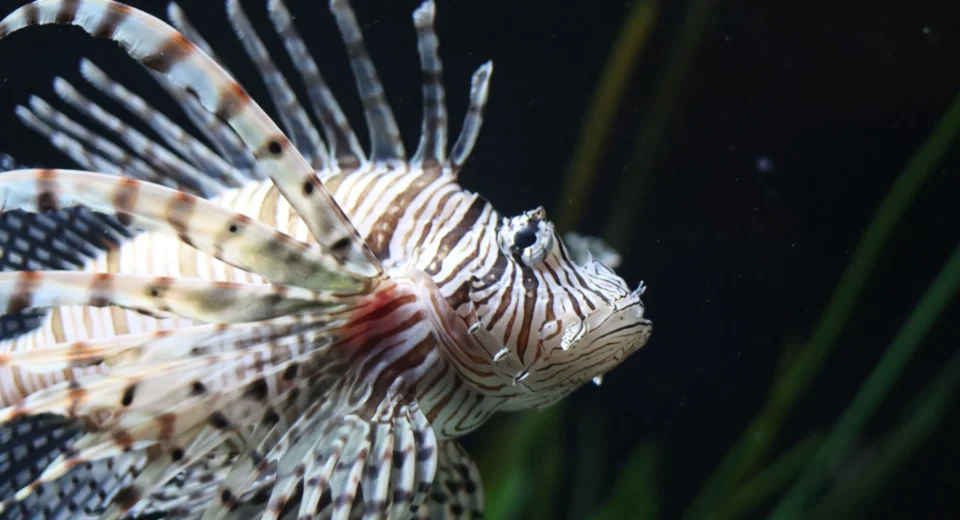 Close-up of a striped lionfish (Pterois miles) underwater, showing its distinctive fan-shaped fins, long venomous spines and patterned face.