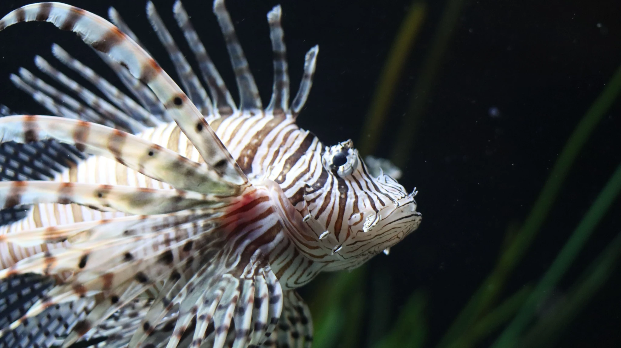 Close-up of a striped lionfish (Pterois miles) underwater, showing its distinctive fan-shaped fins, long venomous spines and patterned face.